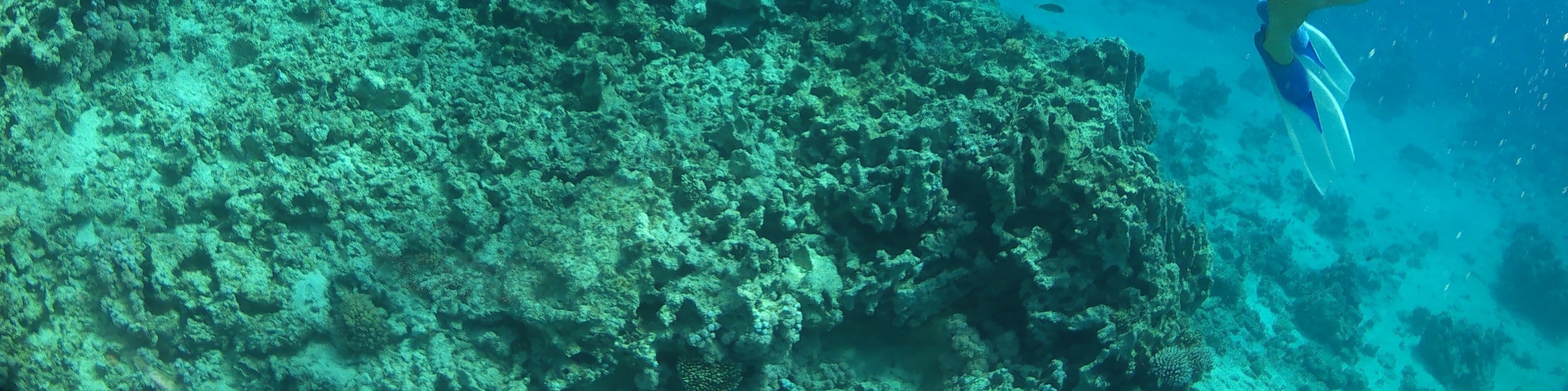 奧蘭治灣浮潛之旅（Orange Bay Island Snorkeling Trip）含水上運動 - 赫爾格達