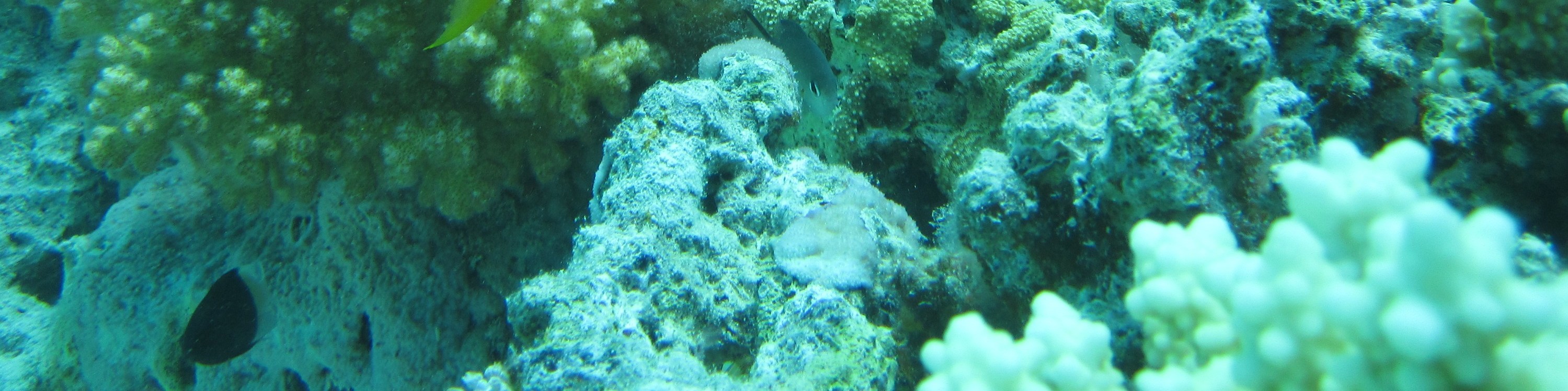 奧蘭治灣浮潛之旅（Orange Bay Island Snorkeling Trip）含水上運動 - 赫爾格達