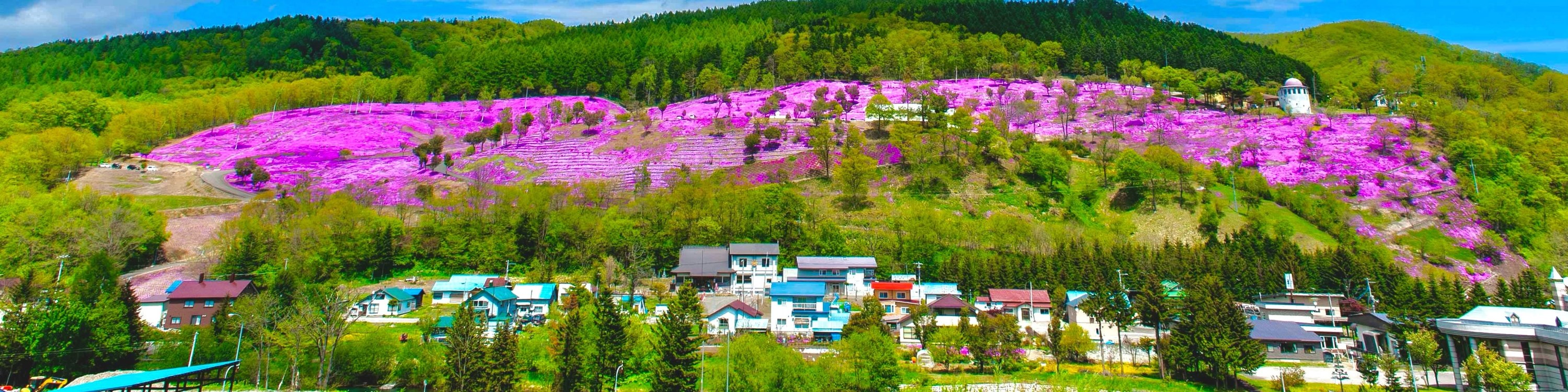 【5月限定｜北海道春季花海奇景】札幌出發1日遊｜10萬㎡粉紅芝櫻山&北海道最大鬱金香花田