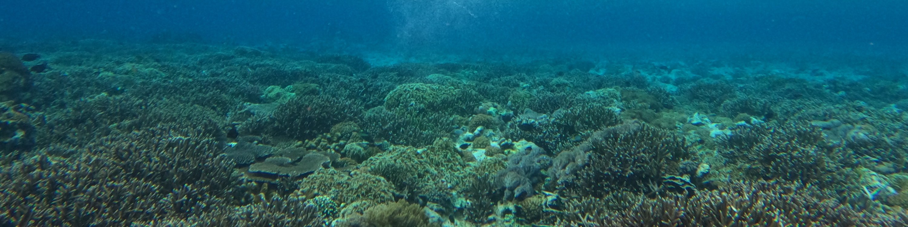 藍夢島4個浮潛點體驗
