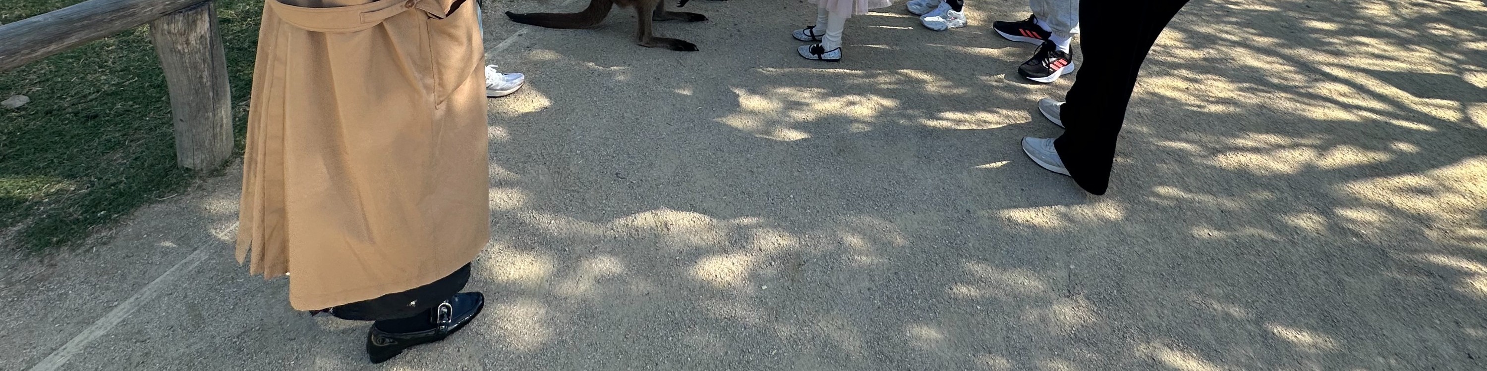 藍山星夜 & 雪梨動物園一日遊