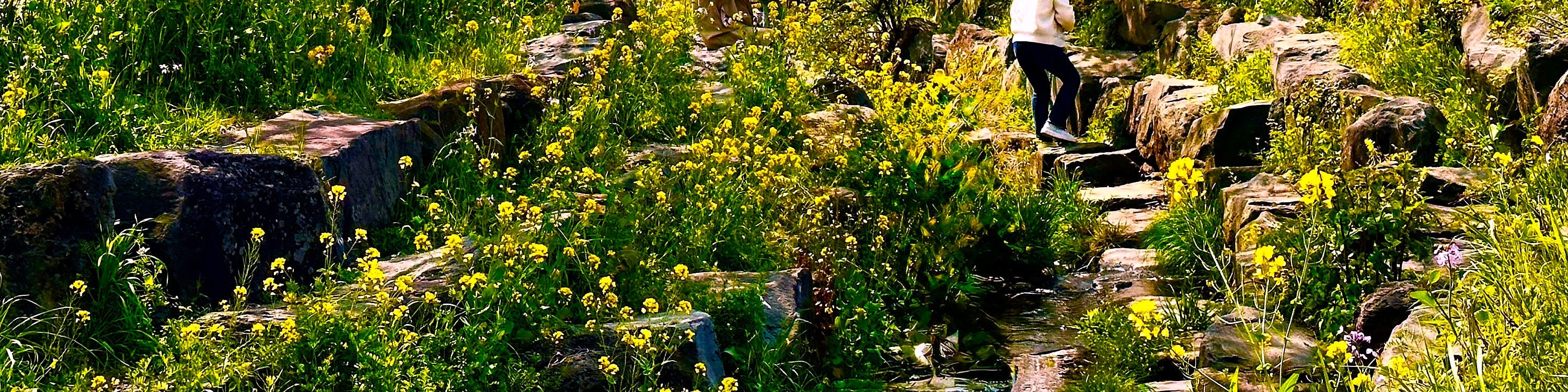 漫步於藝來生態公園(Yerae Eco Park)櫻花和油菜花盛開的風景小徑,是放鬆身心和拍攝季節性花卉的絕佳去處。 漫步於藝來生態公園(Yerae Eco Park)櫻花和油菜花盛開的風景小徑,是放鬆身心和拍攝季節性花卉的絕佳去處。
