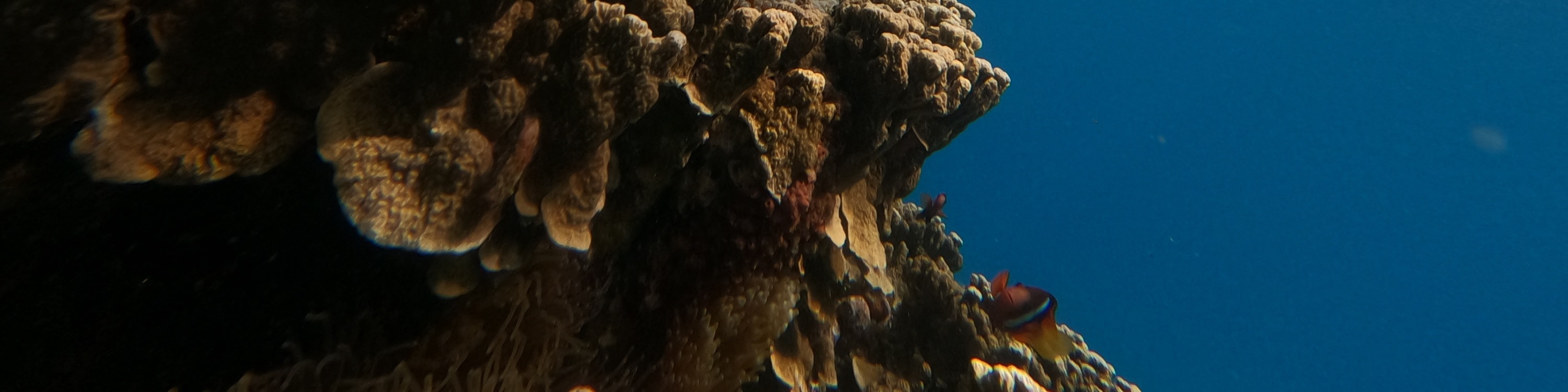 關島高級浮潛體驗