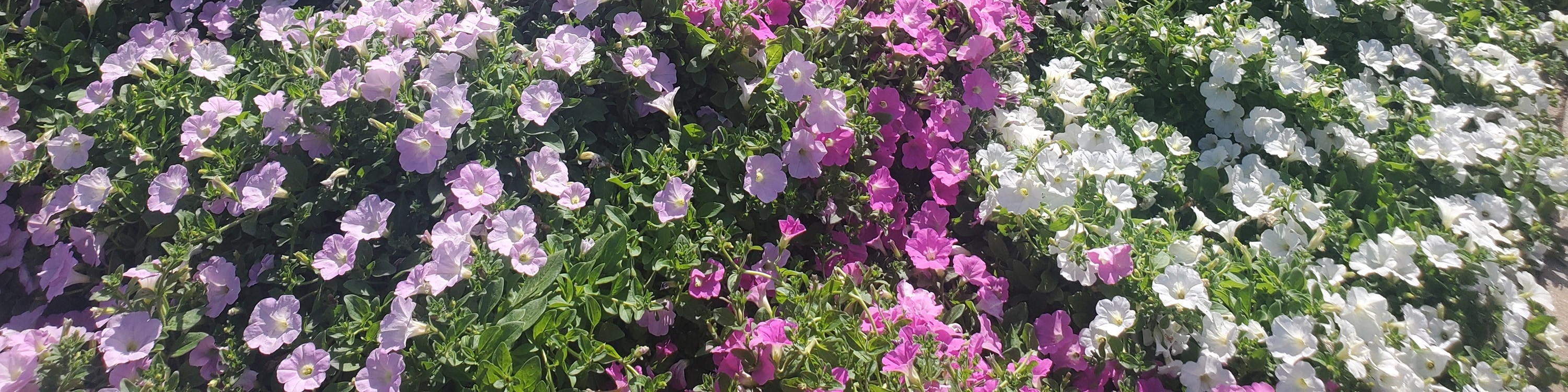 從新宿出發的足利花卉公園和日立海濱公園一日遊