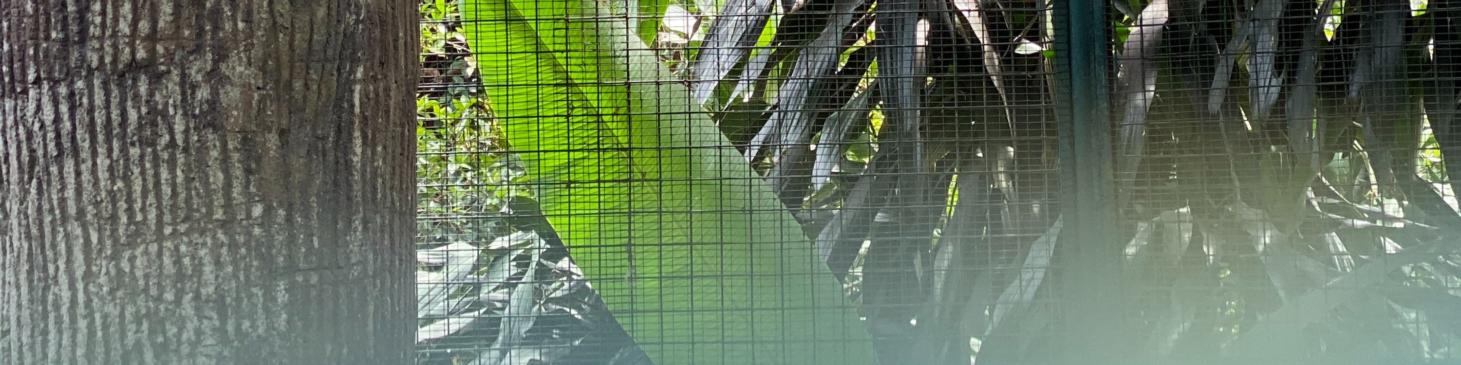 Hornbill Bird