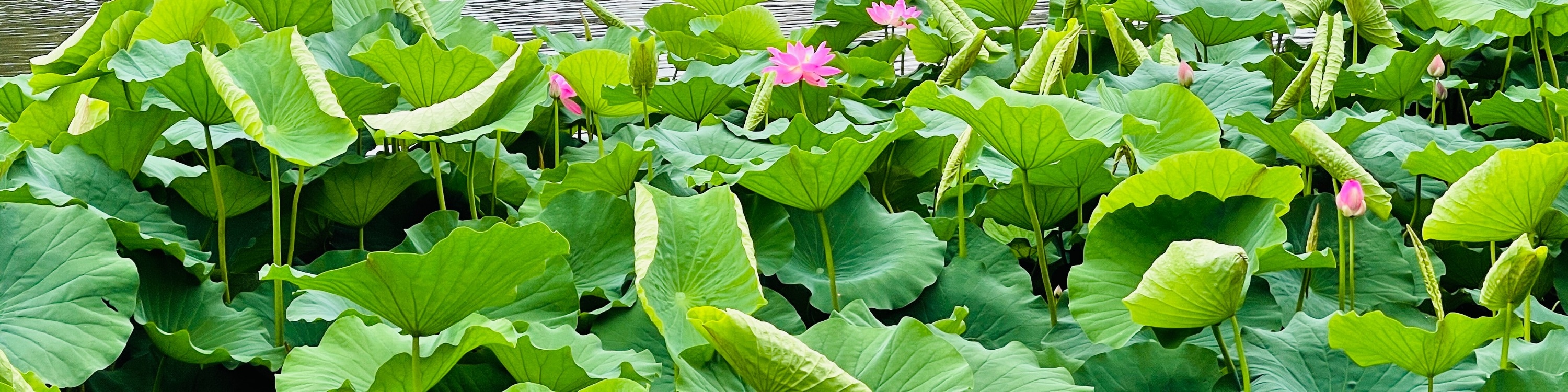 北京市區點對點接送