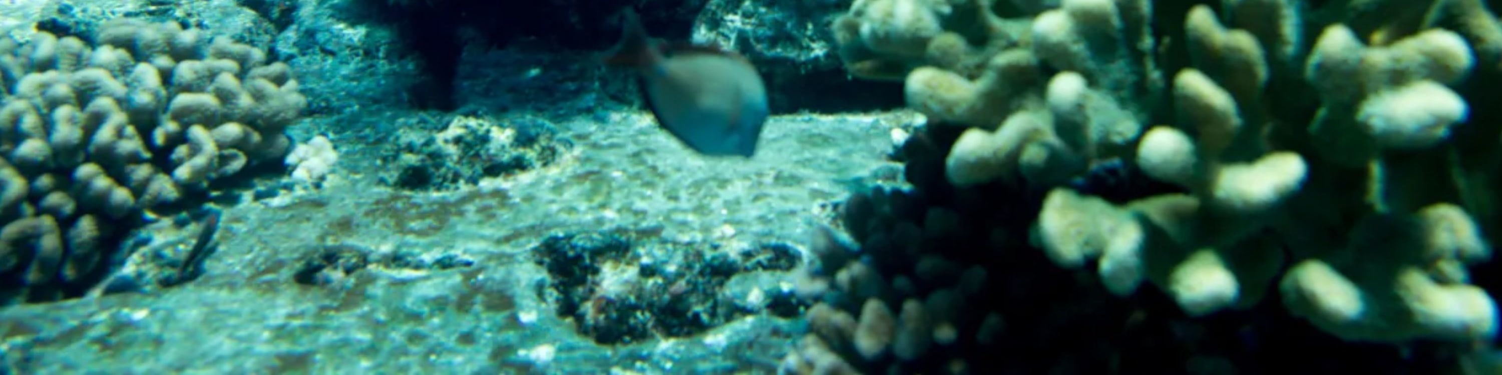 考艾島尼豪島與納帕利海岸船遊