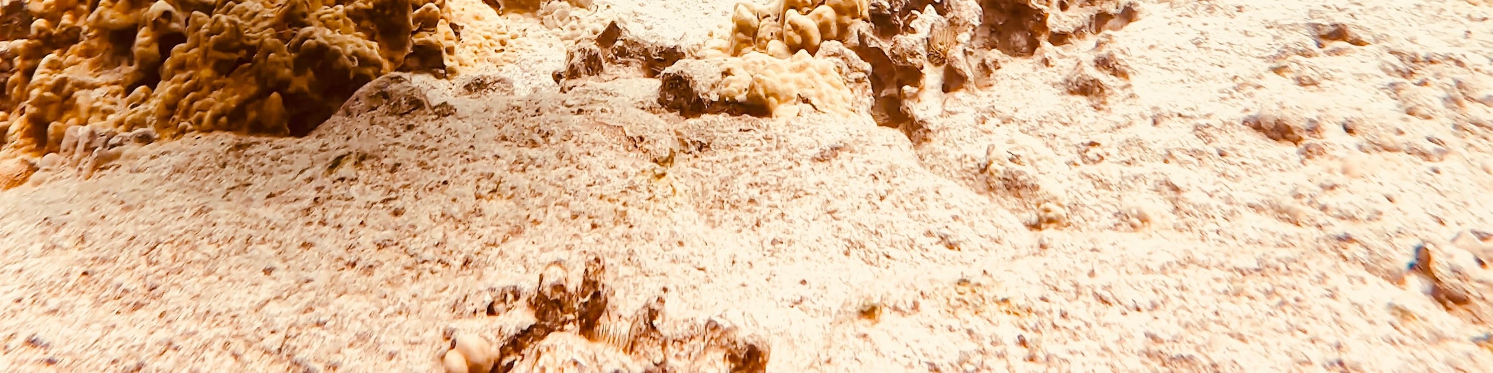 在夏威夷美麗的海底世界，與海龜一同悠游，享受浮潛樂趣