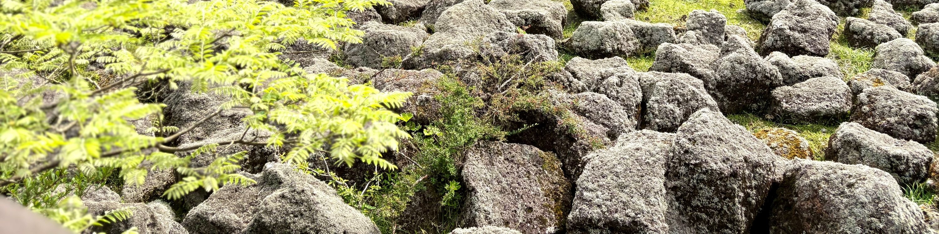 濟州賞櫻及草莓採摘小團一日遊