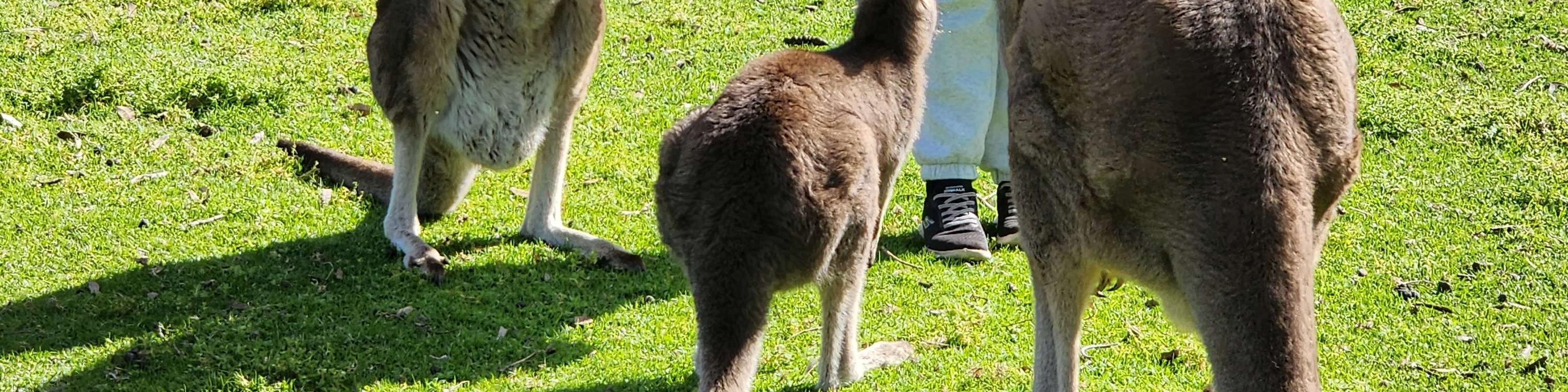 Cleland Wildlife Park & Historic Hahndorf Adelaide Hills Experience