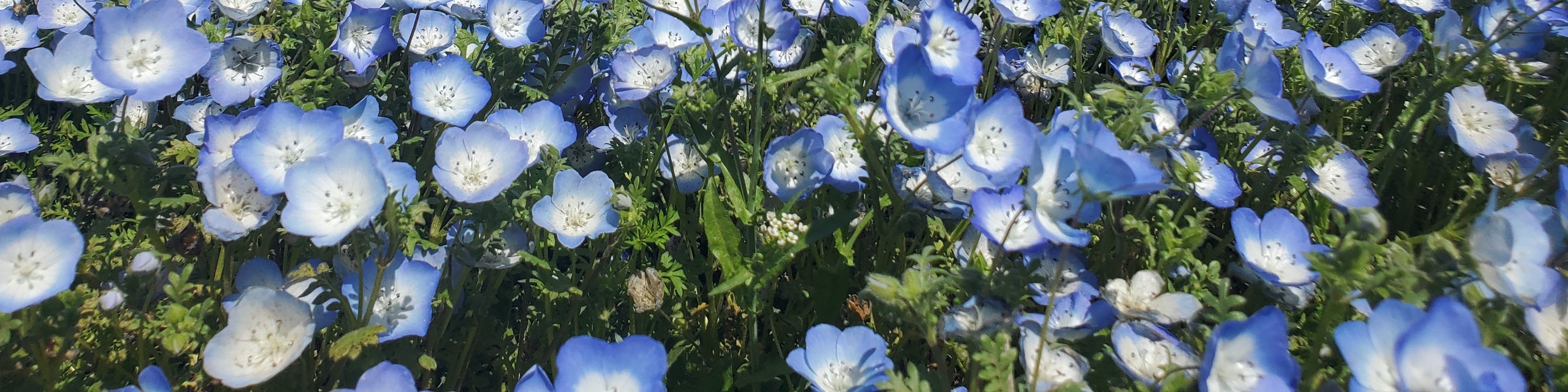 從新宿出發的足利花卉公園和日立海濱公園一日遊