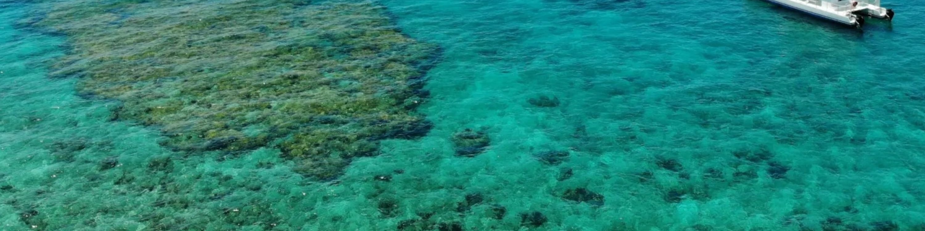 基韋斯特海豚觀賞遊船和浮潛體驗