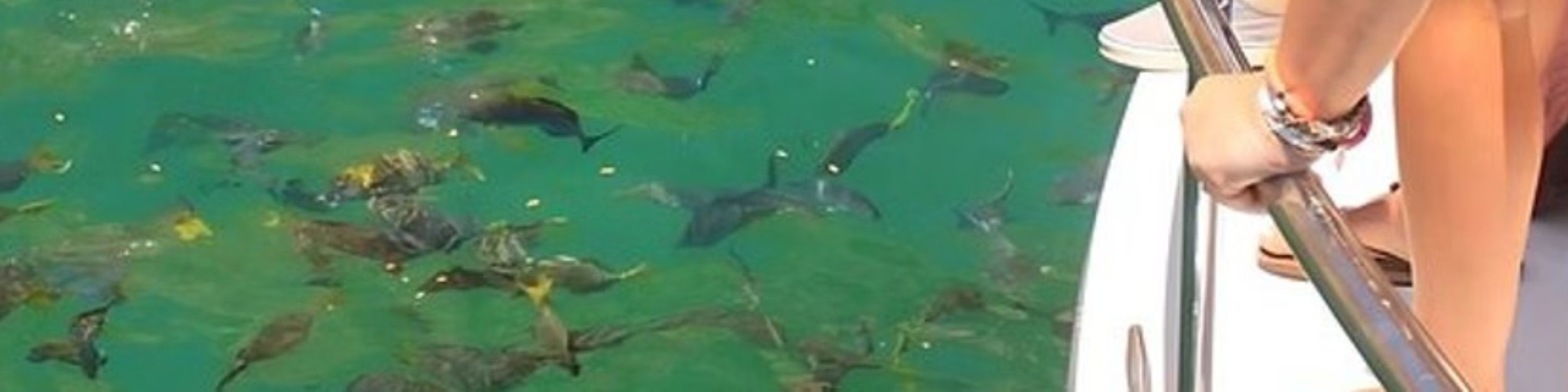 Capturing magical underwater moments, schools of vibrant fish glide right before your eyes