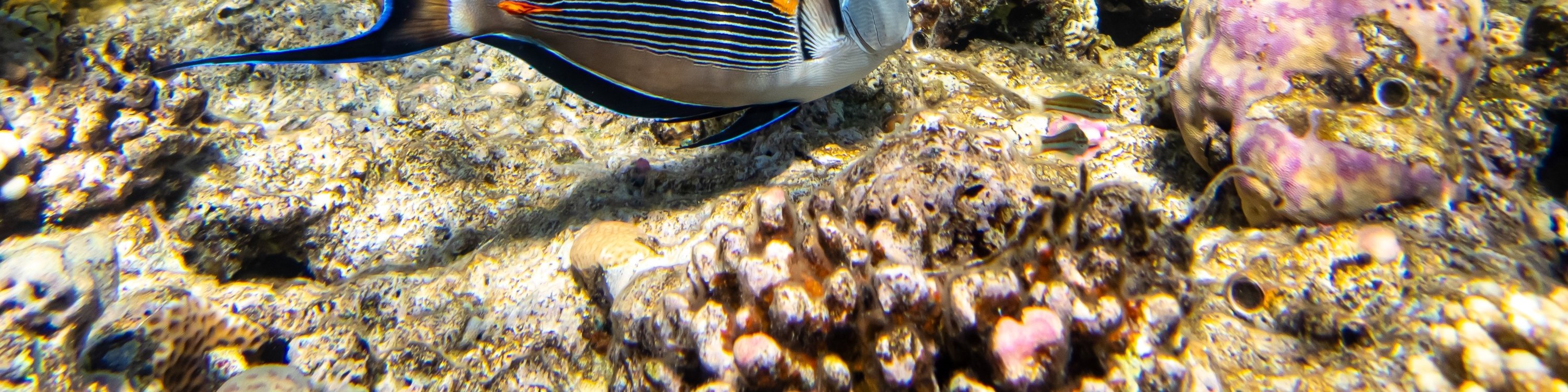 赫爾格達：紅海浮潛一日遊（含午餐和遊艇）