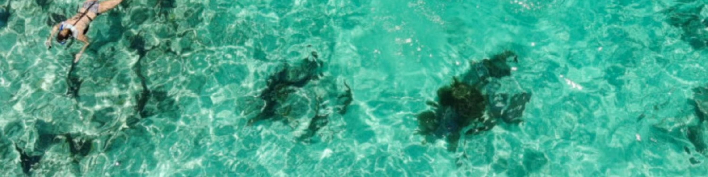 Experience the world’s third-largest coral reef on an unforgettable snorkeling adventure