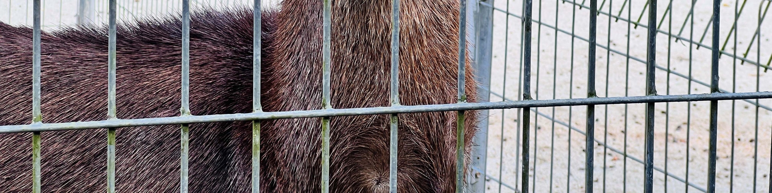 關丹 Zoo Teruntum 動物園門票