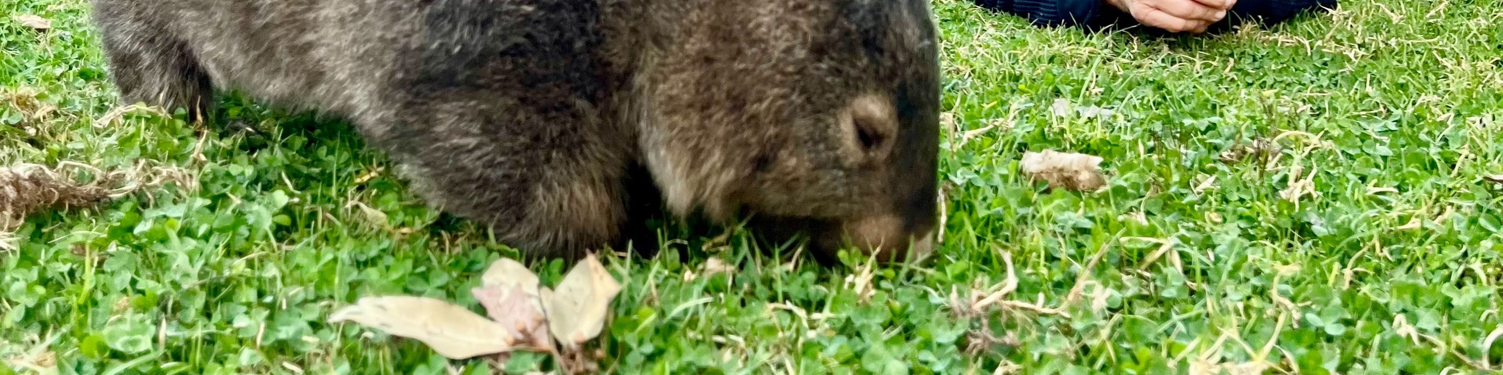 wombat sydney