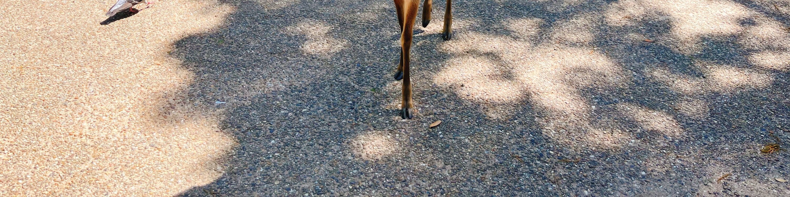 Nara Park's adorable deer are waiting to greet you!