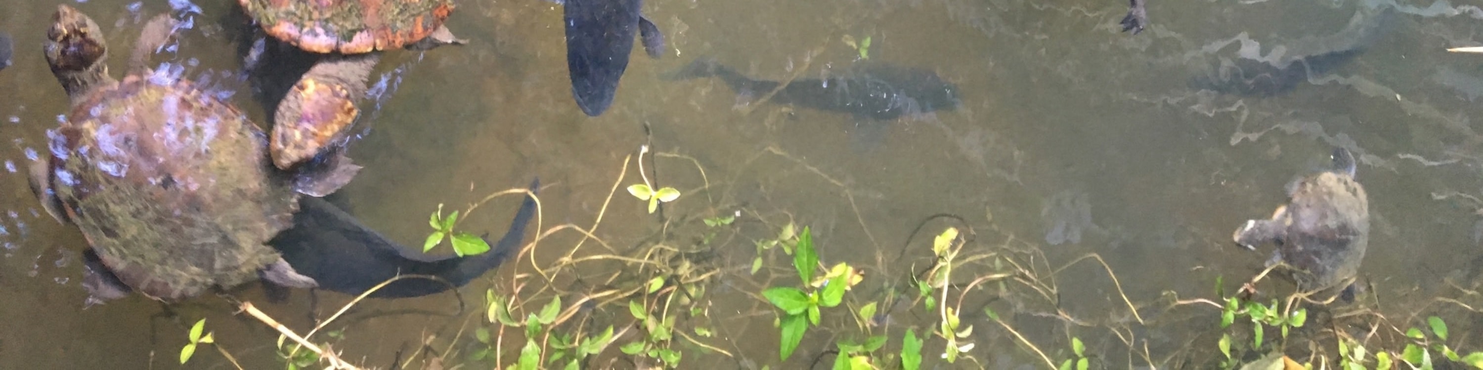 近距離接觸熱帶野生動物，體驗庫蘭達雨林小鎮的魅力
