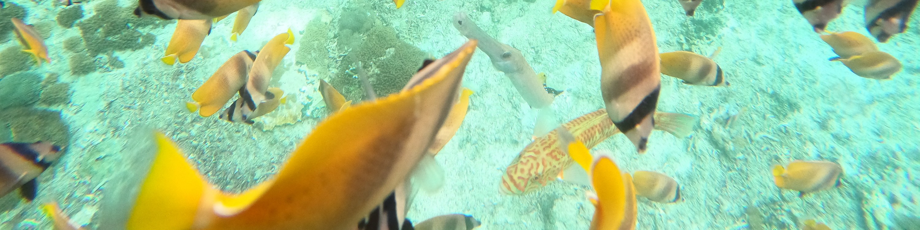沙努爾 (Sanur) 海岸浮潛體驗