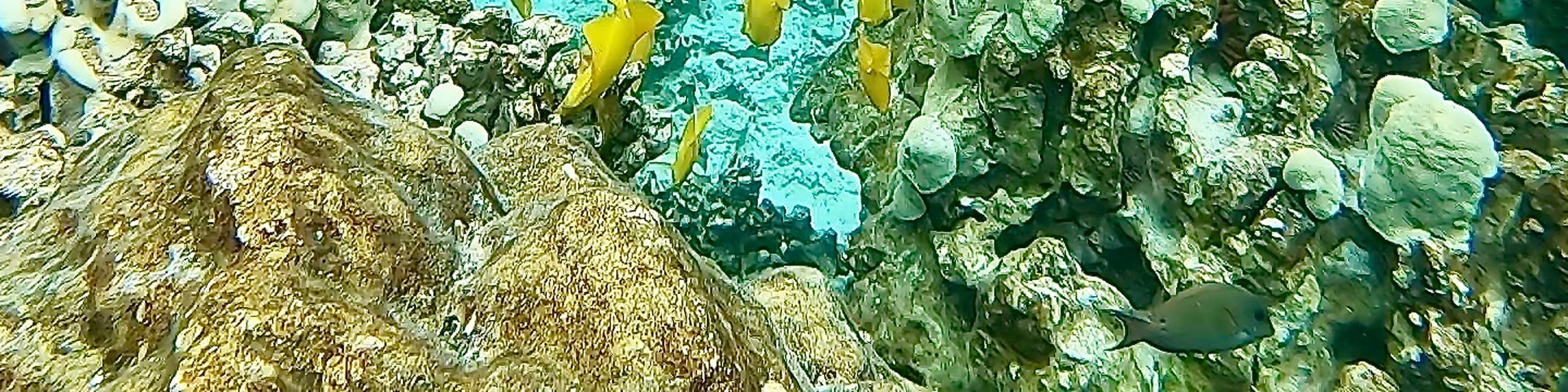 在清澈的凱阿拉凱夸海灣 (Kealakekua Bay) 水域中，欣賞色彩繽紛的熱帶魚在珊瑚礁間穿梭