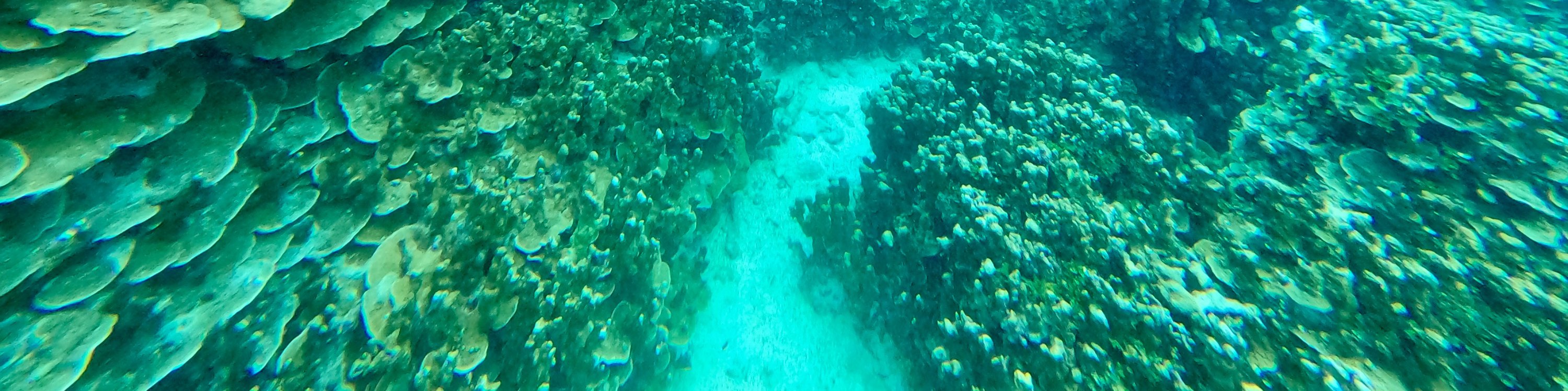 關島水肺潛水 & 立式槳板SUP課程