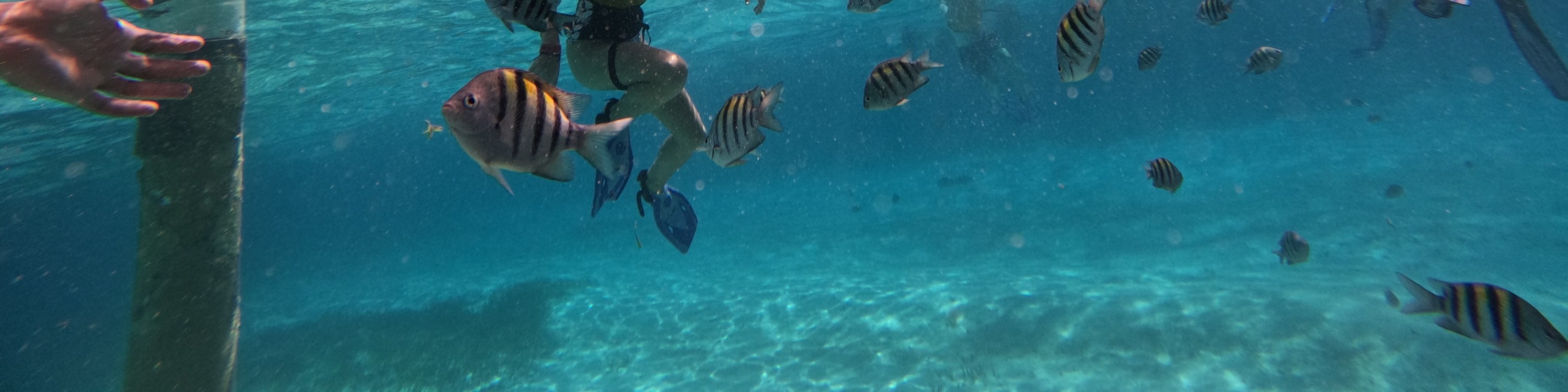 5合1浮潛之旅（探索海龜 / 珊瑚礁 / 水下雕塑博物館 / 沉船）