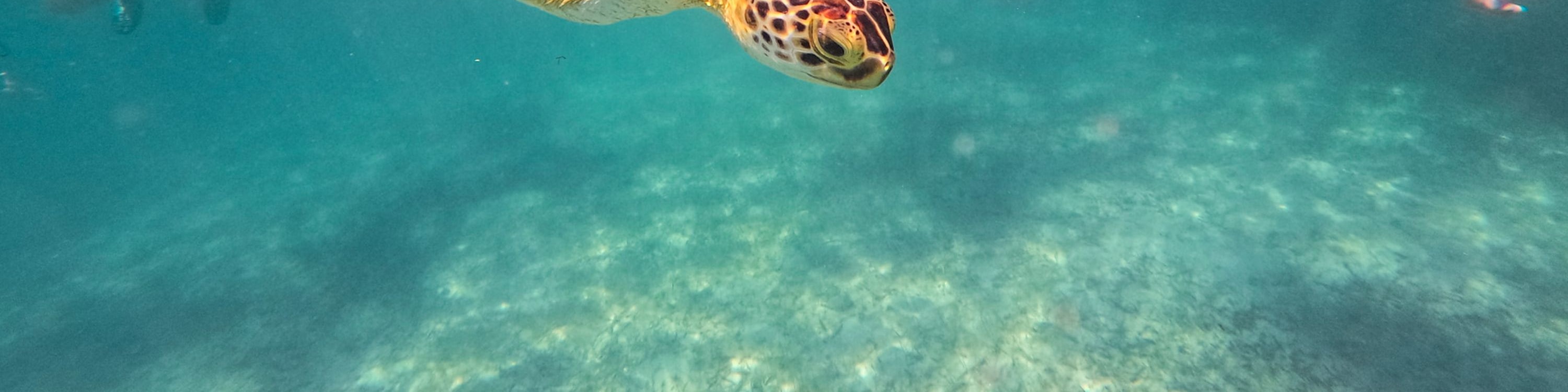 Tulum & Coba Maya Ruins Tour with Cenote Swim & Snorkels in Mexico