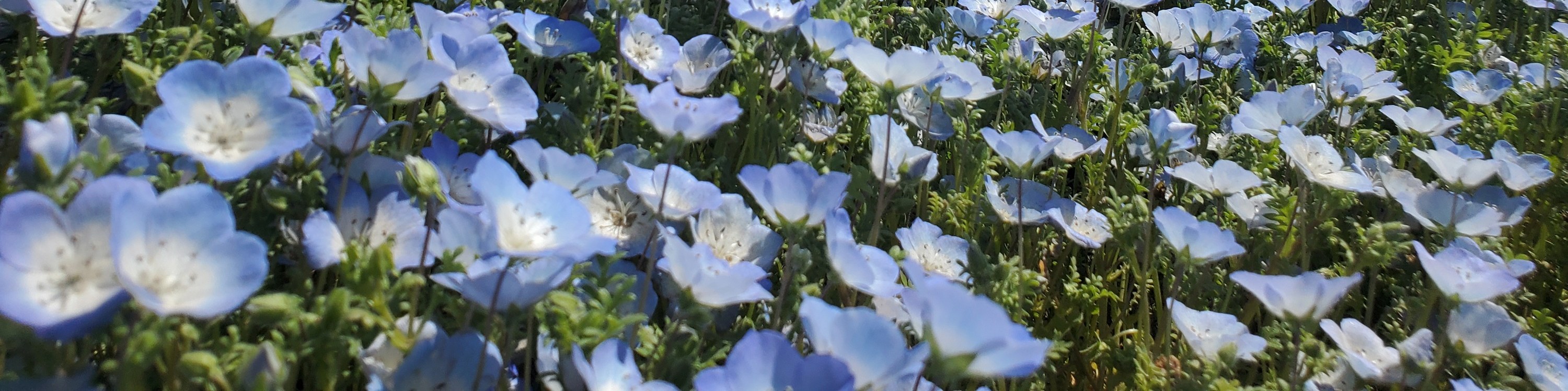 從新宿出發的足利花卉公園和日立海濱公園一日遊
