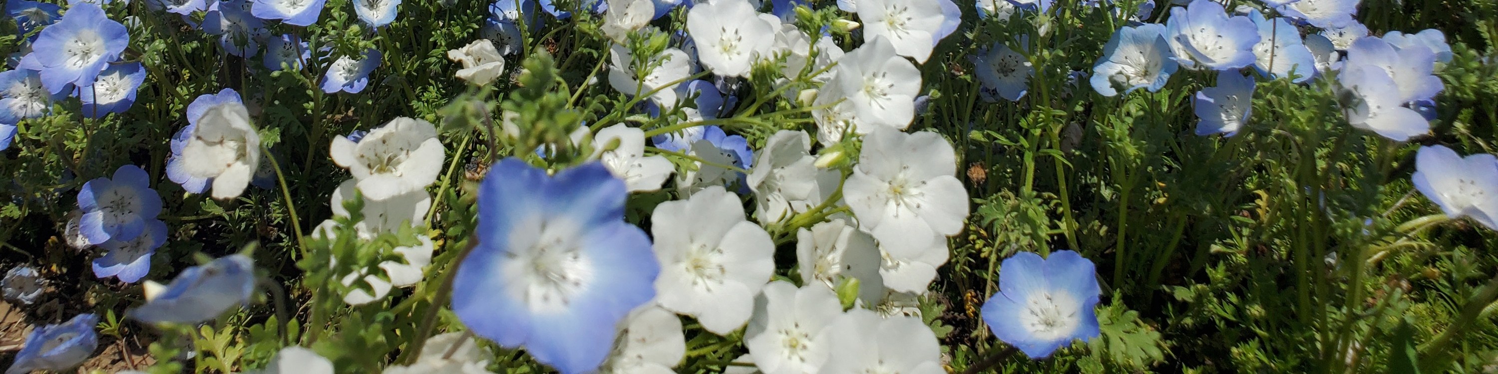 從新宿出發的足利花卉公園和日立海濱公園一日遊