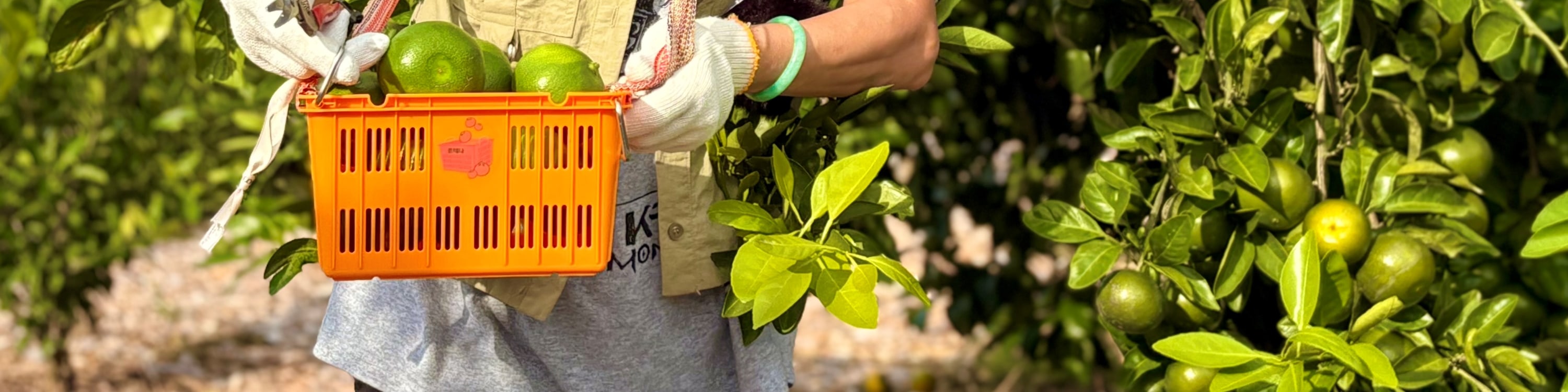 您可以參加8月至11月期間的橘子咖啡廳採摘體驗（因農場工作關閉時，將更換為胡蘿蔔咖啡廳，不含咖啡廳消費）。