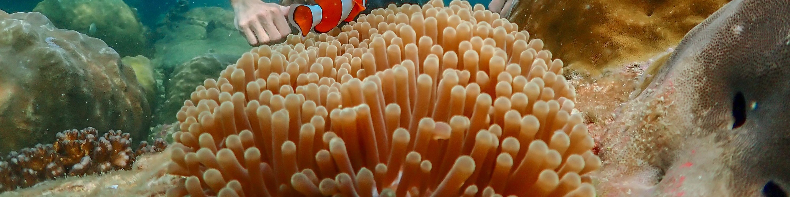 尼莫島體驗（含無人機照片 & 午餐）- 曼谷出發