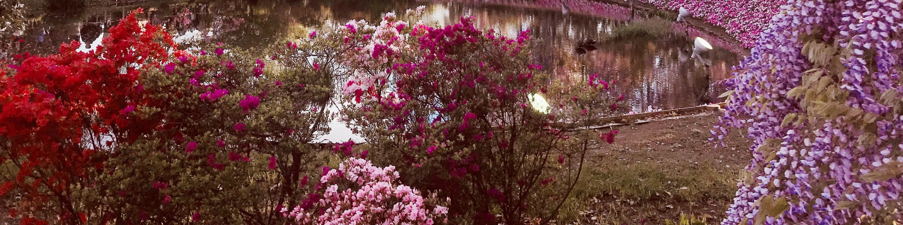 茨城國營常陸海濱公園粉蝶花＆足利花卉公園紫藤花賞花一日遊｜東京出發