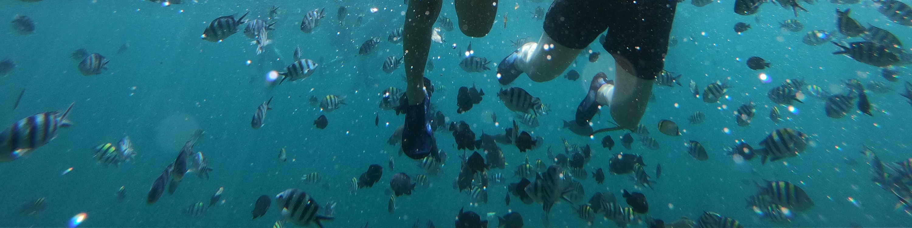 龜島 & 玻璃底船 & 紅樹林巡航之旅（JTB Indonesia提供）