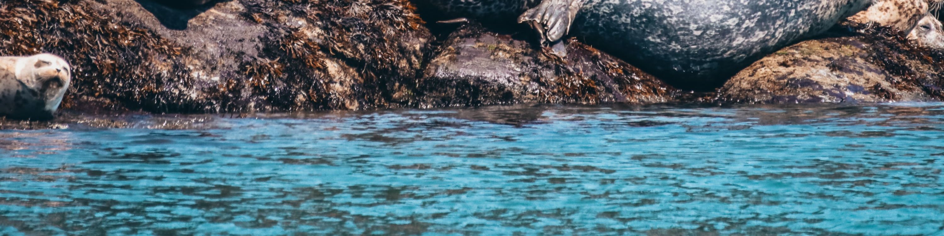 Spot marine life as you explore Vancouver’s natural beauty by sail