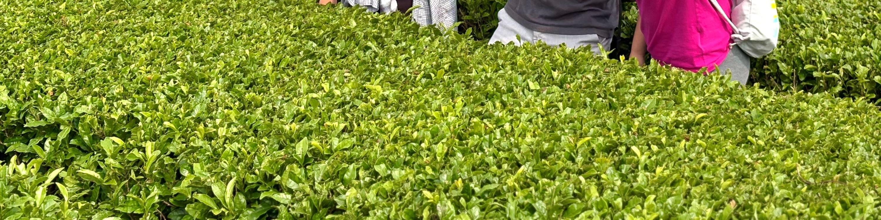 在雪綠茶博物館 (O'Sulloc Tea Farm) 盡情玩樂。