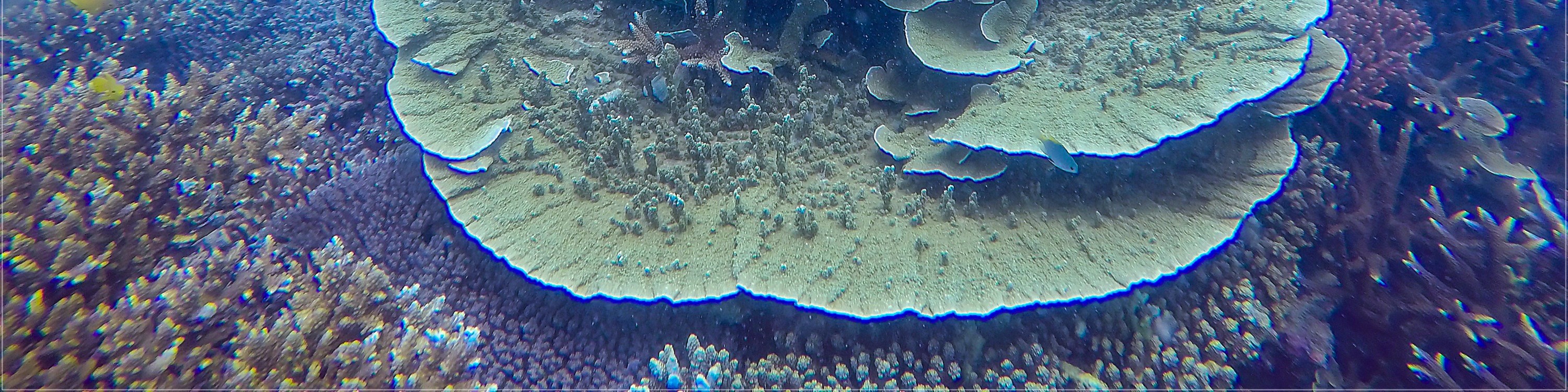 昆島4島跳島快艇之旅（含浮潛）