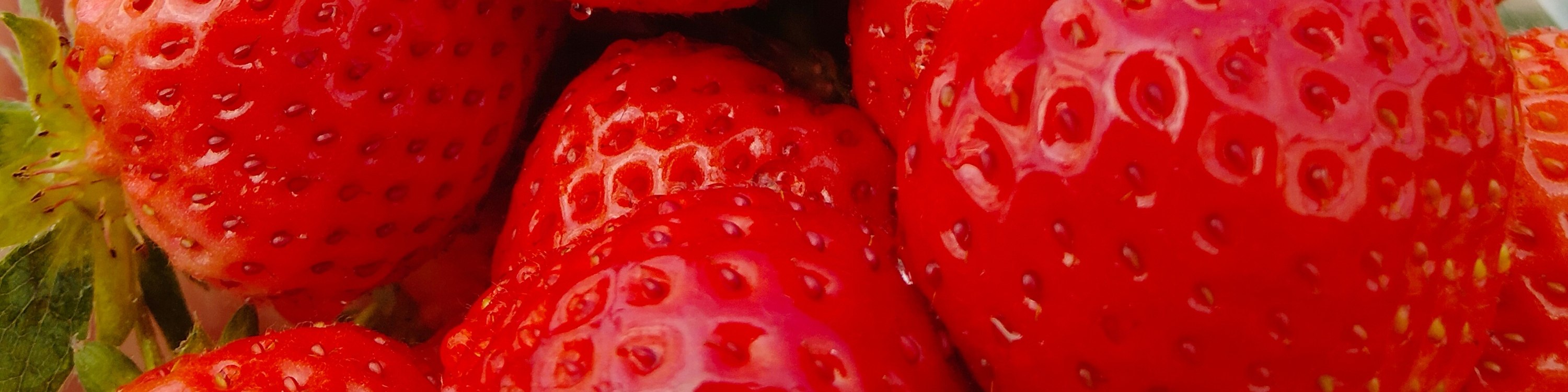 採摘草莓通常是一項季節性活動,使其在收穫月份成為一種特殊的享受。鮮紅的果實映襯著翠綠的 foliage,構成了一幅如畫的景象,非常適合拍照。遊客們經常捕捉到採摘草莓的樂趣, 採摘草莓通常是一項季節性活動,使其在收穫月份成為一種特殊的享受。鮮紅的果實映襯著翠綠的 foliage,構成了一幅如畫的景象,非常適合拍照。遊客們經常捕捉到採摘草莓的樂趣,