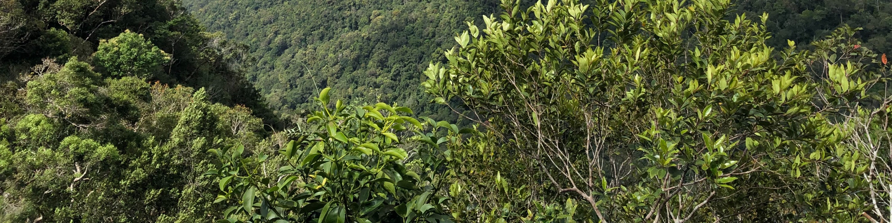 蘭卡威健行 Matchinchang 山地質森林公園