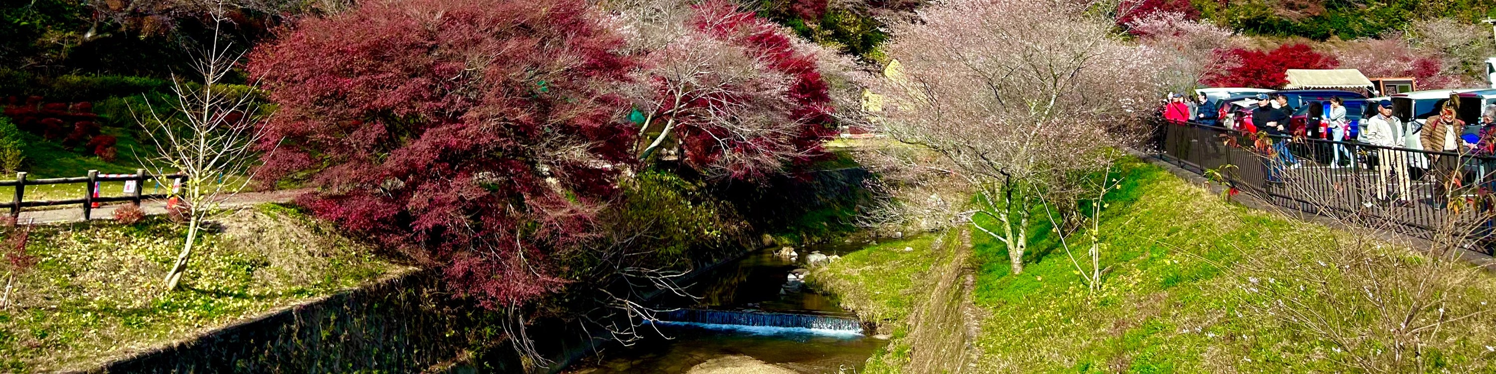 永保寺＆香嵐溪賞楓葉＆四季櫻一日遊（名古屋出發）