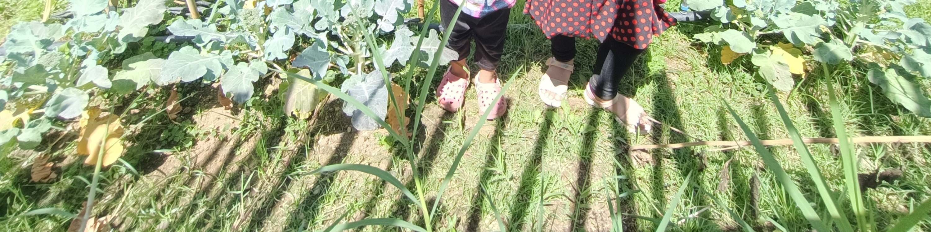 strawberry picking in baguio