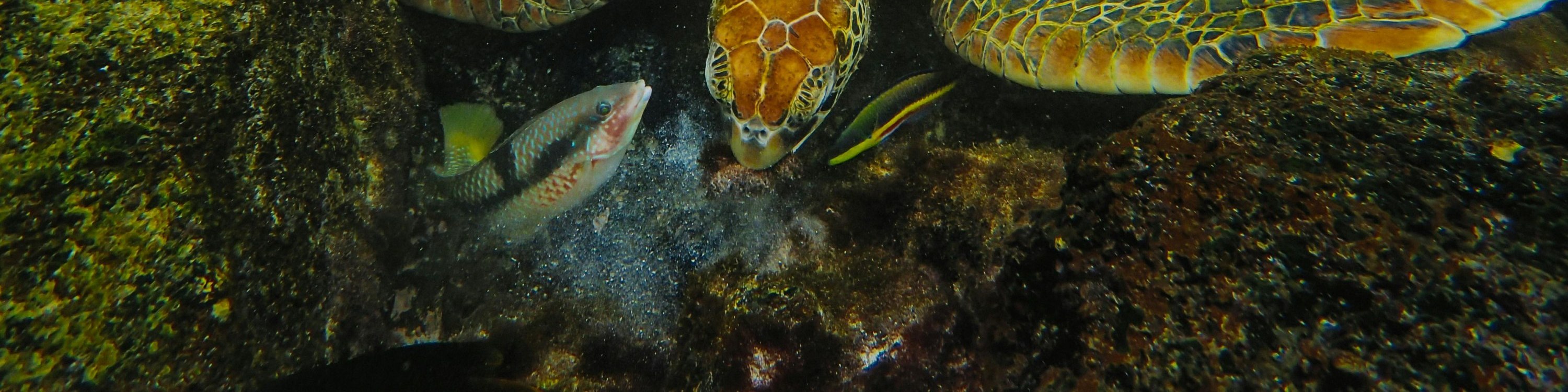 Turtles snorkeling in Mirissa
