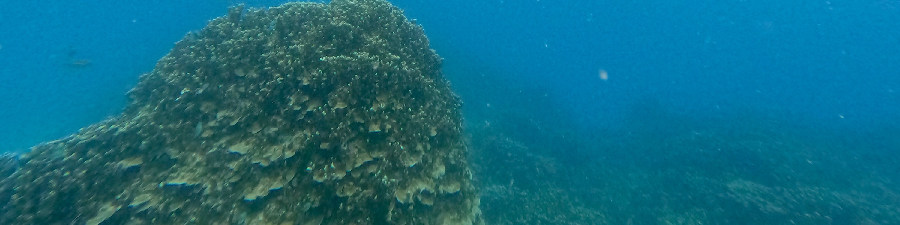 關島水肺潛水 & 立式槳板SUP課程