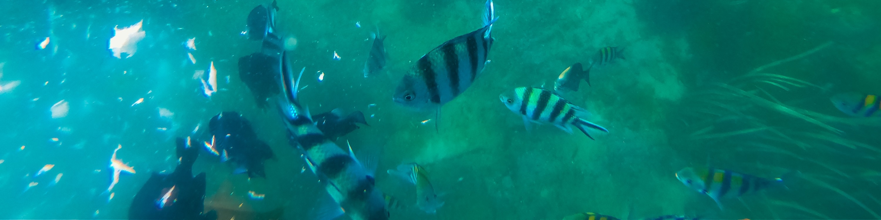 龜島 & 玻璃底船 & 紅樹林巡航之旅（JTB Indonesia提供）