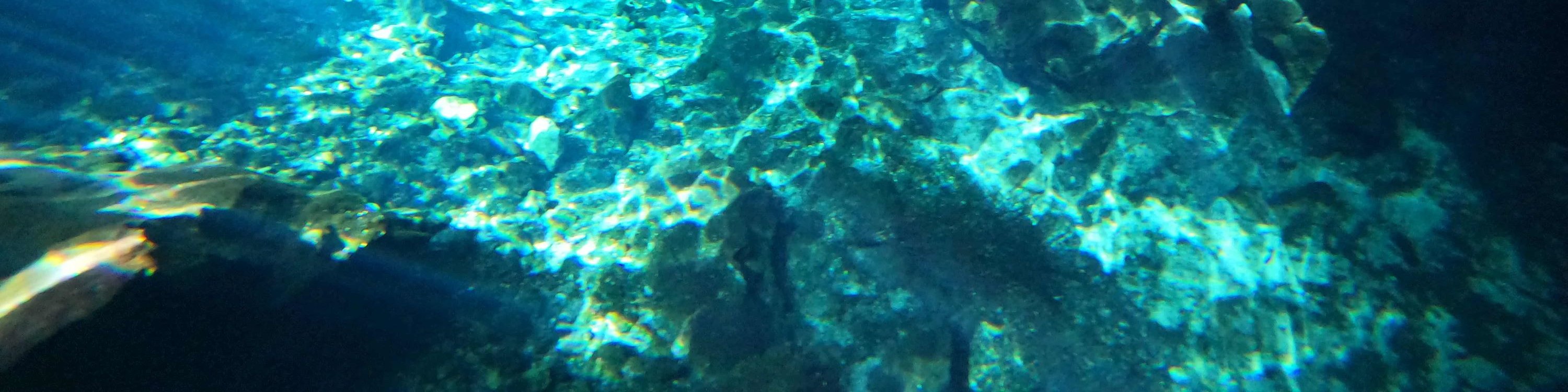 Fishes dart through the clear cenote waters, adding vibrant life to the tranquil underwater world