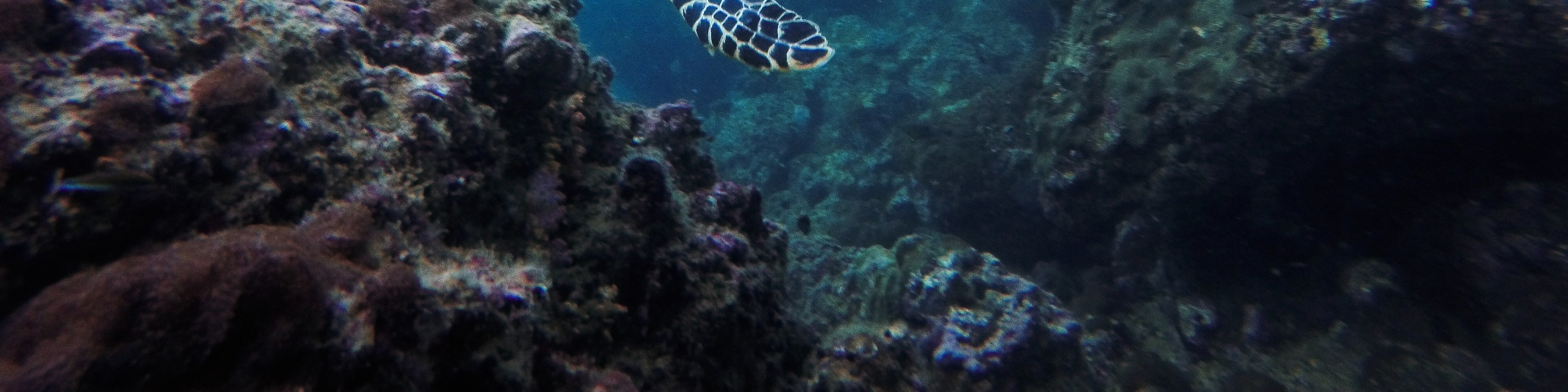 皮皮島 PADI 潛水課程