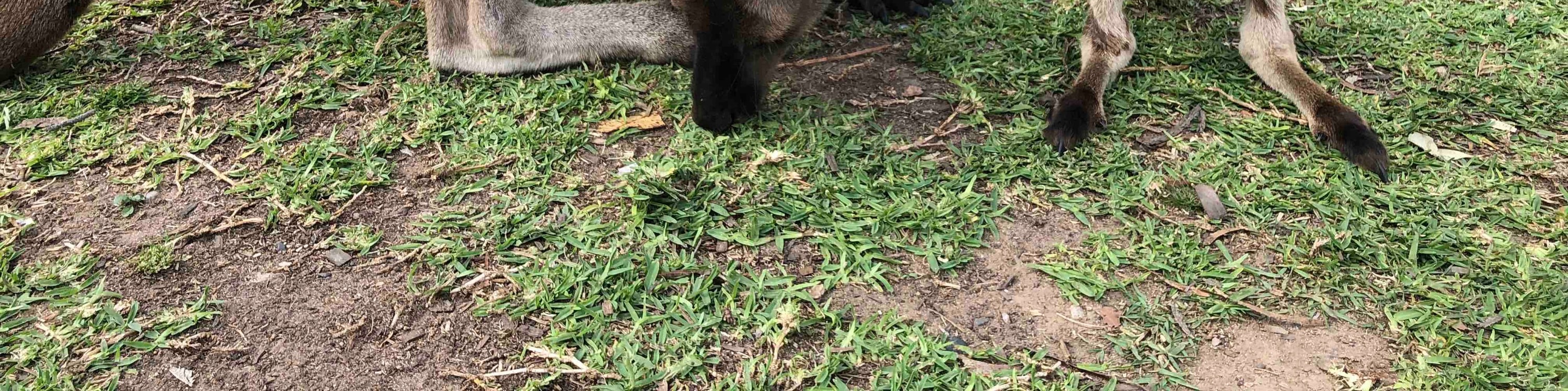 獵人谷葡萄酒 & 野生動物探索之旅