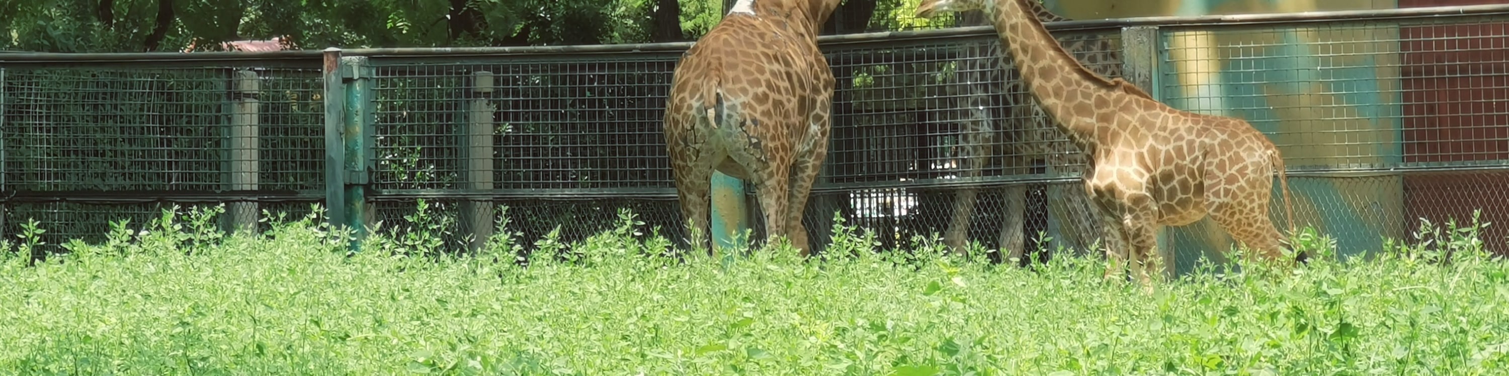 北京動物園&首都博物館 包車遊覽