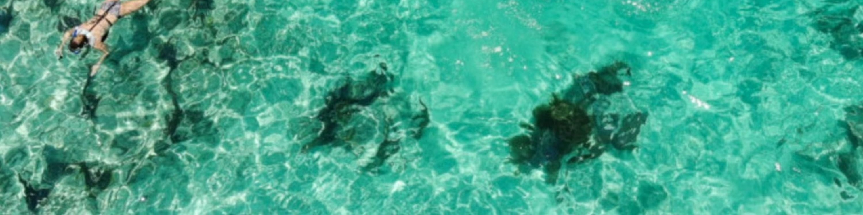 基韋斯特海豚觀賞遊船和浮潛體驗
