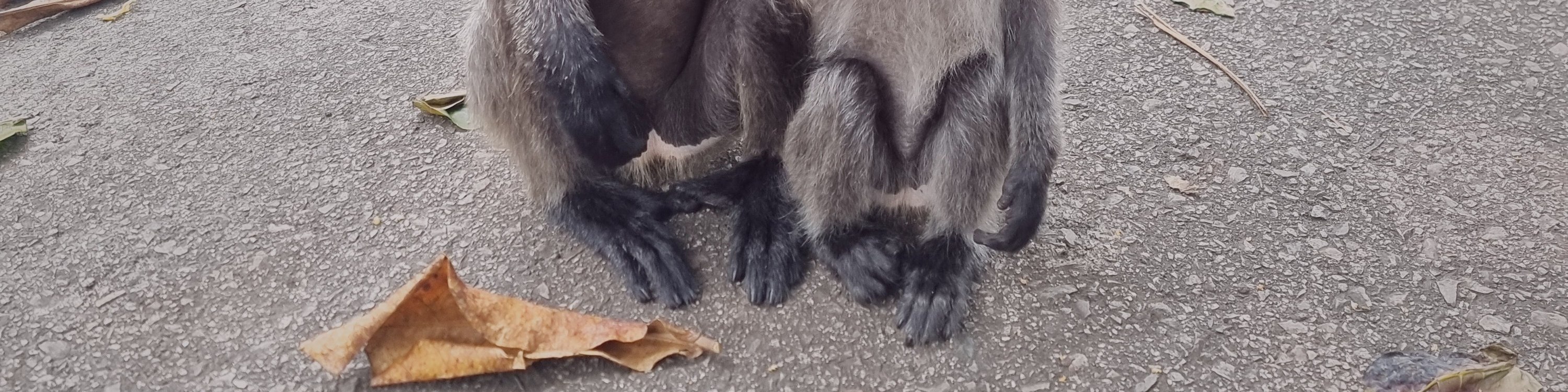 Scenic Monkey Hill, home to the silver leaf monkeys